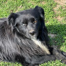 Dutton - Australian Shepherd