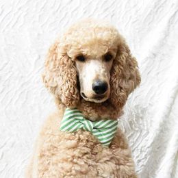 Teddy - Poodle