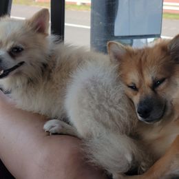 Pomeranians from Becky Dorman's Pomeranians