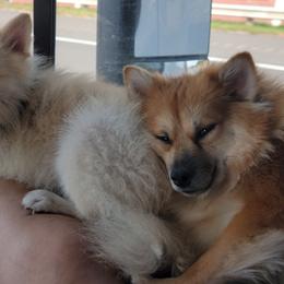 Pomeranians from Becky Dorman's Pomeranians