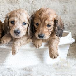 Dachshund Puppies from CTX Doxies