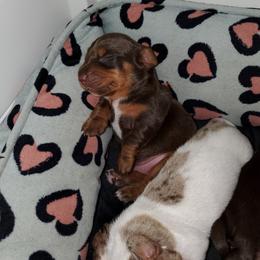 Dachshund Puppies from Newbern's Nuggets