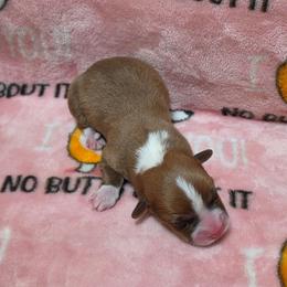 Boy 3 - Sable and white male American Corgi puppy in Tallahassee, Florida from Koko's Korgis
