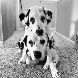Dalmatian All Grown Up from Antietam Dalmatians