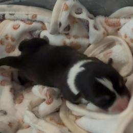AKC RHT Orange - Black and tan male Pembroke Welsh Corgi puppy in Summerfield, Florida from Promise Land Farm