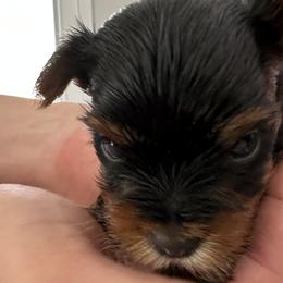 Boy 1 - Yorkshire Terrier puppy in Livermore, California from Ruben & Tatiana’s Yorkshire Terriers