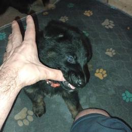 Orange collar boy - Bi-color male German Shepherd puppy in Centralia, Illinois from Janices AKC German Sheperds LLC