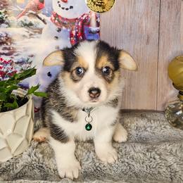 Alpine - Black and tan female Pembroke Welsh Corgi puppy in Fortine, Montana from North Star Pembroke Welsh Corgi's
