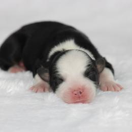Girl 2 - female Australian Shepherd puppy in Circleville, Utah from Canyon Creek Aussies