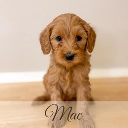 Mac - Red  male Goldendoodle puppy in Melba, Idaho from KZ Doodles