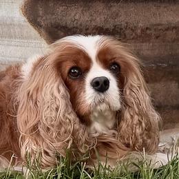 Pixie but we call her Scoot - Cavalier King Charles Spaniel