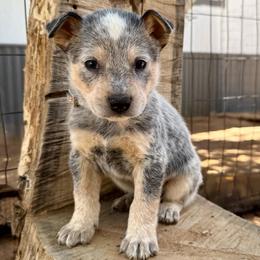 Gabe - Blue male Australian Cattle Dog puppy in Sahuarita, Arizona from A2 Australian Cattle Dogs