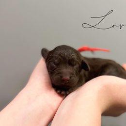Assorted Doodle Crosses and Newfoundland Puppies from Bluegrass Newfypoos