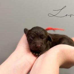 Assorted Doodle Crosses and Newfoundland Puppies from Bluegrass Newfypoos