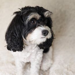Zoe - Cavapoo