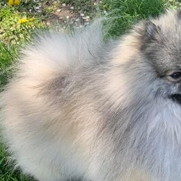 Pomeranians from Cindy's Pomeranians