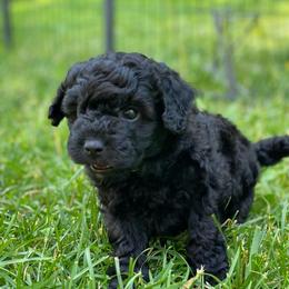 Archie - Black male Goldendoodle puppy in Eaton, Ohio from Dezi’s Sonshine Doodles