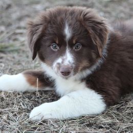 Australian Shepherd Puppies from Rocking Diamond B Aussies
