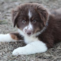 Australian Shepherd Puppies from Rocking Diamond B Aussies