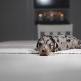 Dachshund Puppies from Dachsy
