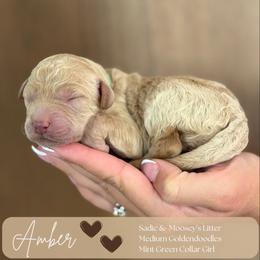 Amber - Apricot female Goldendoodle puppy in Easley, South Carolina from Our Darling Doodles