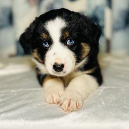 Oakley - Black tri male Miniature Australian Shepherd puppy in Visalia, California from Furrever.Mini.Aussies.llc