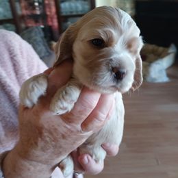 Cocker Spaniel Puppies from Hartwell Cocker Spaniel Kennel