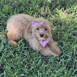 Sadie - Red female Cavapoo puppy in Fort Worth, Texas from Doodles In Paradise