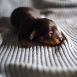 Dachshund Puppies from Lil Weens