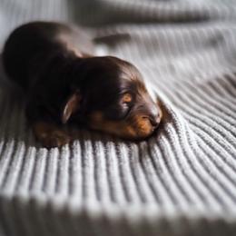 Dachshund Puppies from Lil Weens