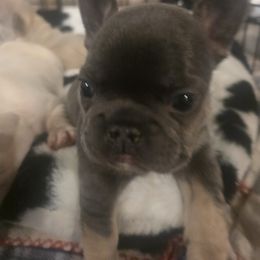 Birdie - Blue female French Bulldog puppy in Salina, Kansas from Peace Love  & Frenchies