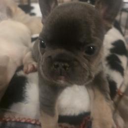 Birdie - Blue female French Bulldog puppy in Salina, Kansas from Peace Love  & Frenchies