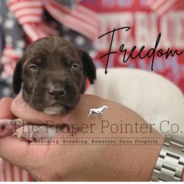 Freedom - female German Shorthaired Pointer puppy in Six Mile, South Carolina from The Proper Pointer Co.