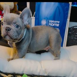 Versace - Blue fawn male French Bulldog puppy in Athens, Georgia from Imperial Frenchies