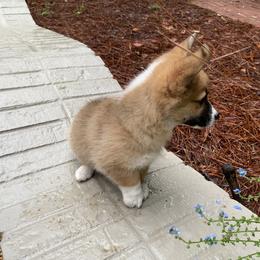 Pembroke Welsh Corgi Puppies from Dalton Family Corgis