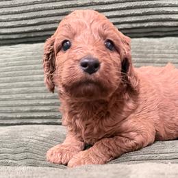 Puppy 3 - Apricot female Irish Doodle puppy in Bloomfield, Iowa from Schooley Doodles