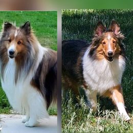 Shetland Sheepdog puppies from Country Acres Shetland Sheepdogs