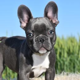French Bulldog, Golden Retriever, and Labrador Retriever Puppies from Trigger Time Kennels
