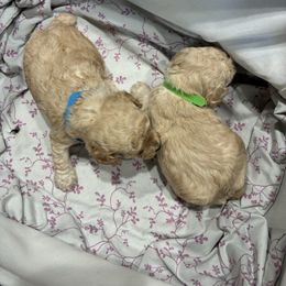Green boy - Apricot male Poodle puppy in Phoenix, Arizona from La Petite poodle