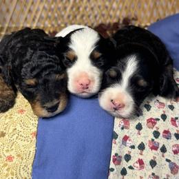 Female 3 - Tri-color female Bernedoodle puppy in Belgreen, Alabama from Scott’s Farm Poodles and Doodles