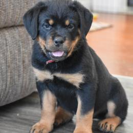 Farrah - Black and mahogany female Rottweiler puppy in Catawissa, Pennsylvania from Sharp Ridge Rottweilers