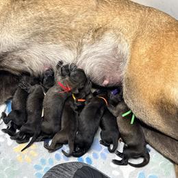 Teal Collar - Mahogany female Belgian Malinois puppy in Trenton, Georgia from Laeknir K9