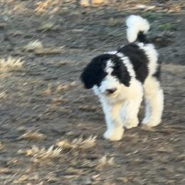 Rudolf - Parti male Goldendoodle puppy in Indian Mound, Tennessee from Dana Walters