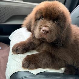Pudge - Brown male Newfoundland puppy in Petersburg, Michigan from Vantage Point