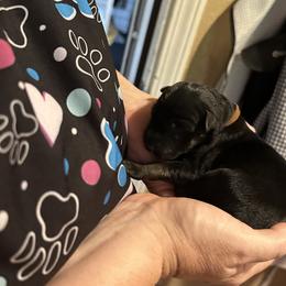 German Shepherd Puppies from Devon Rugerio's German Shepherds