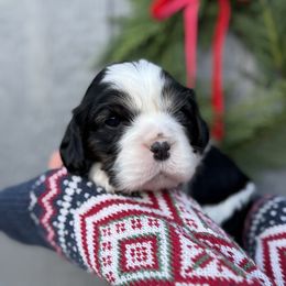 Cavalier King Charles Spaniel Puppies from Montpelier Cavaliers