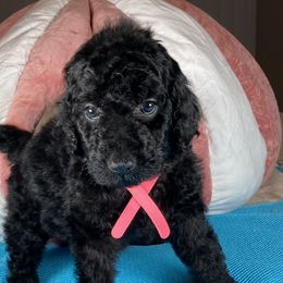 Girl 3 - Goldendoodle puppy in Ft White, Florida from Debra Guthrie's Doodles