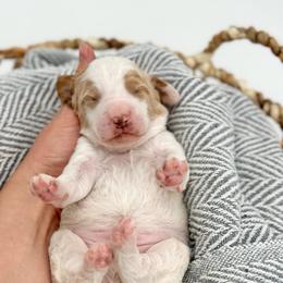 Cruise - Parti male Goldendoodle puppy in Queen Creek, Arizona from Goldendoodle AZ