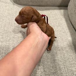 Burgundy - Red  female Goldendoodle puppy in Bakersfield, California from Lavish Doodles