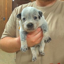 Boy 1 - Blue mottled male Australian Cattle Dog puppy in Hurley, Virginia from BoardCamp Kennels-AKC Australian Cattle Dogs